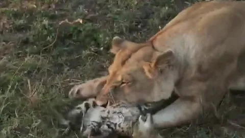 CLIP: Linh miêu con đơn độc đối đầu sư tử dữ