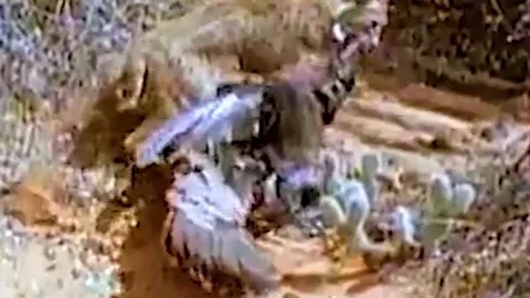 CLIP: Linh miêu phi thân như tia chớp, đoạt mạng gà tây trong chớp mắt