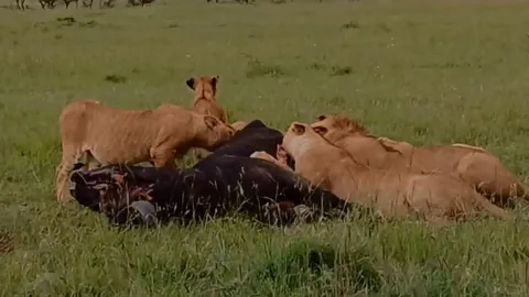 CLIP: Thất bại trong cuộc chiến sinh tồn, trâu rừng trở thành bữa ăn ngon cho sư tử