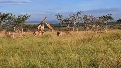 CLIP: Bầy sư tử bao vây, đoạt mạng hươu cao cổ