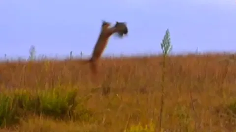 CLIP: Linh miêu phi thân bắt gọn gà sao giữa không trung