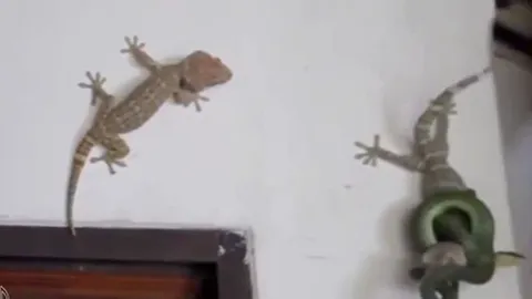 CLIP: Khoảnh khắc hiếm gặp, tắc kè liên tục tấn công rắn để giải cứu đồng loại