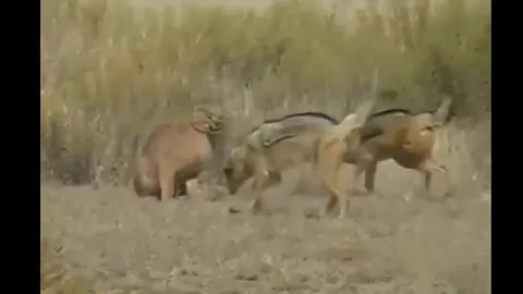 CLIP: Hai chú chó rừng liều lĩnh tấn công linh miêu để giành lại xác đồng loại