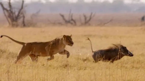 CLIP: Lợn bướu “lạng lách” vượt mặt sư tử