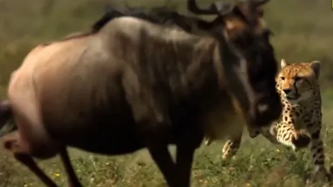 CLIP: Báo săn hạ gục linh dương đầu bò chỉ trong tích tắc