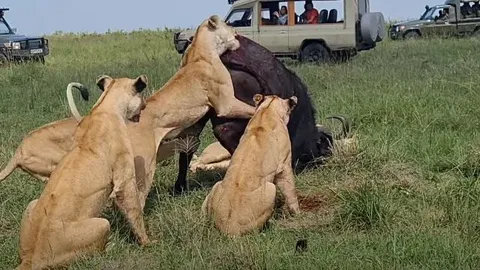 CLIP: Trâu rừng tử nạn khi bị 6 con sư tử hợp sức 'xâu xé'