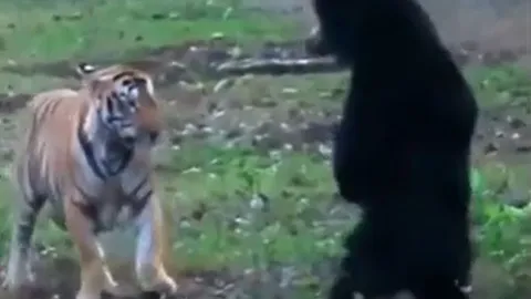 CLIP: Đụng độ gấu, hổ có màn ứng xử đáng xấu hổ