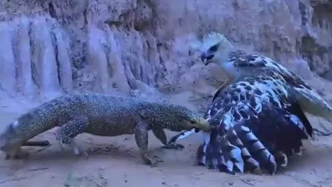 CLIP: Đi săn kỳ đà, đại bàng từ kẻ đi săn biến thành con mồi 