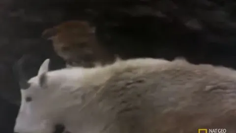 CLIP: Báo sư tử chọn nhầm con mồi, bị dê núi tấn công dữ dội phải bỏ chạy