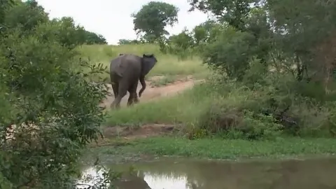 CLIP: Voi bất ngờ hóa 'người hùng', giải cứu báo hoa mai khỏi nanh vuốt của linh cẩu