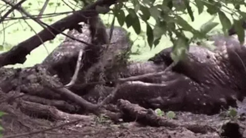 CLIP: Cá sấu Bắc Mỹ tung 'cú xoáy tử thần' kinh hoàng, nghiền nát đối thủ trong cuộc tử chiến đồng loại