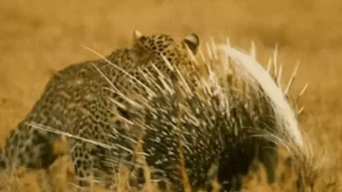 CLIP: Xù lông phản đòn, nhím gai khiến báo hoa mai thất bại ê chề