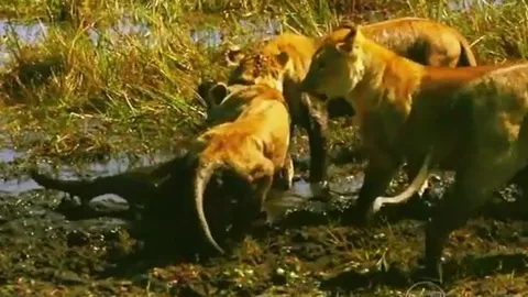 CLIP: Trâu rừng con 'siêu may mắn', liên tục bị sư tử cắn cổ nhưng vẫn thoát chết thần kỳ