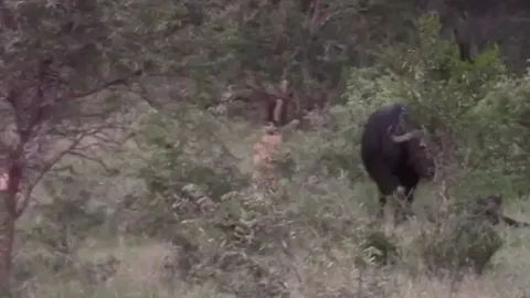 CLIP: Một mình đối đầu cả bầy sư tử, trâu mẹ dũng cảm bảo vệ con non đến cùng