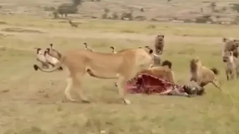 CLIP: Sư tử đực lao vào “giải cứu mỹ nhân”, đàn linh cẩu tháo chạy tán loạn