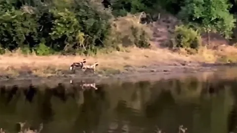 CLIP: Màn rượt đuổi nghẹt thở giữa chó hoang và linh dương