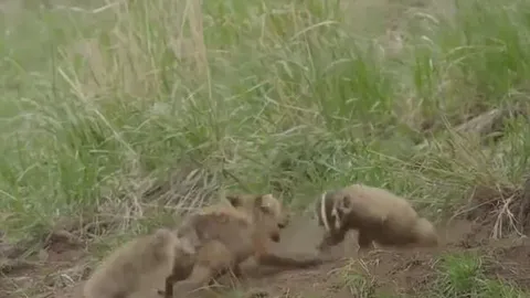 CLIP: Cáo mẹ dũng cảm chiến đấu với lửng mật để bảo vệ con và cái kết đau đớn