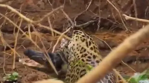 CLIP: Báo đốm phi thân xuống nước, tóm gọn cá sấu caiman trong tích tắc