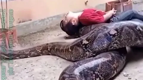 CLIP: Bị trăn 'khủng' tiếp cận, bé gái không hề sợ hãi mà thản nhiên vui đùa