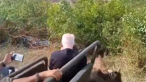 CLIP: Du khách kinh hãi khi chứng kiến cảnh hổ lao ra từ bụi rậm vồ bò ngay trước mũi xe Jeep