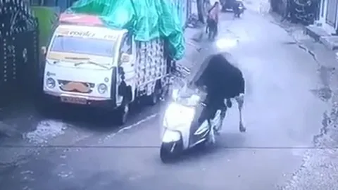 CLIP: Phì cười trước khoảnh khắc bò đực điều khiển xe máy, chạy như bay trên đường phố