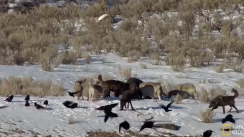 CLIP: Nai sừng tấm "tung chiêu" khiến đàn sói xám đứng hình