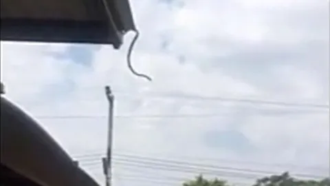 CLIP: Rắn bất ngờ phi thân từ nóc nhà xuống đất khiến người xem kinh ngạc