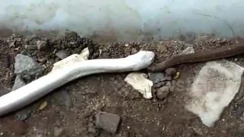 CLIP: Rợn người khoảnh khắc rắn bạch tạng tấn công, nuốt chửng đồng loại