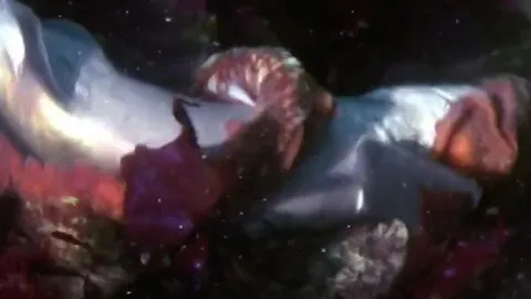 CLIP: Bạch tuộc khổng lồ Thái Bình Dương hạ gục cá mập trong tích tắc