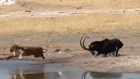 CLIP: Linh dương phản công bất ngờ, khiến sư tử hoảng sợ bỏ chạy xuống nước