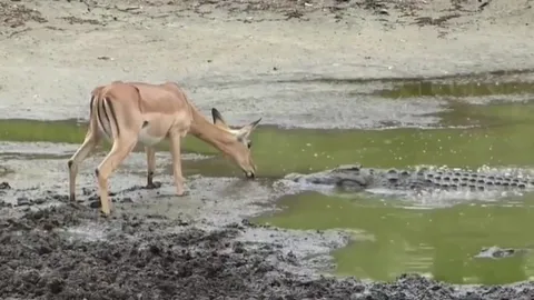 CLIP: Cá sấu tung đòn tử thần, hạ gục linh dương trong tích tắc