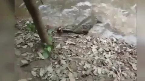 CLIP: Cá sấu bị lươn điện “phản đòn”, nằm co giật giữa sông