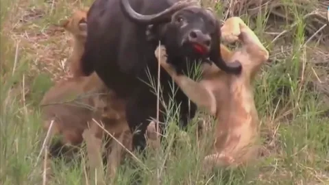 CLIP: Trâu rừng húc xuyên nách sư tử, nhưng vẫn nhận kết cục bi thương