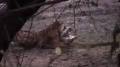 CLIP: Hổ cái hạ gục cá sấu khổng lồ dài hơn 4 mét chỉ trong vài phút