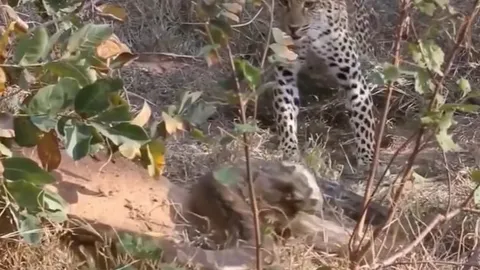 CLIP: Báo đốm tung đòn hiểm hạ gục trăn khổng lồ trong chớp mắt