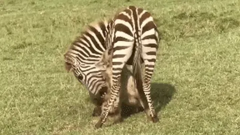 CLIP: Bị linh cẩu cắn xé, ngựa vằn quay lại cắn ngược kẻ đi săn rồi chạy thoát thân