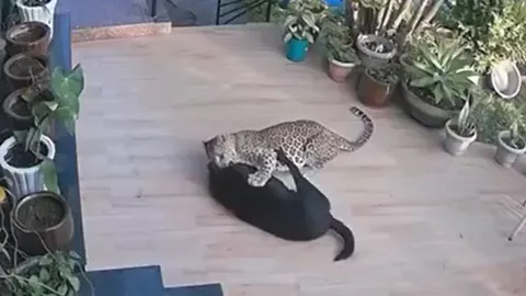 CLIP: Giữa ban ngày, báo hoa mai lẻn vào nhà dân tấn công chó và cái kết 'nghẹt thở'