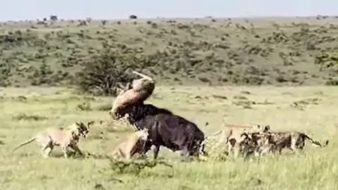 CLIP: Trâu rừng tung cú móc sườn, hất sư tử lên không trung giữa cuộc chiến sinh tồn