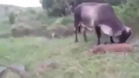 CLIP: Bò mẹ liều mình quyết chiến trăn khổng lồ để giành lại bê con