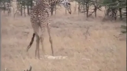 CLIP: Hươu cao cổ nổi điên báo thù, giết chết sư tử sau khi mất con