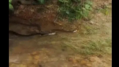 CLIP: Cuộc chiến sinh tử, hổ mang chúa tung chiêu hạ gục hổ mang Ấn Độ trong tích tắc