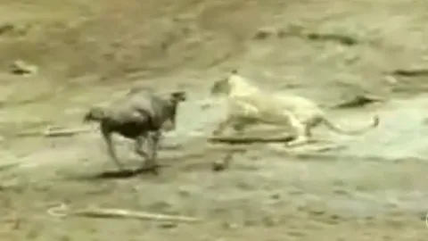 CLIP: Sư tử "giả vờ đầu hàng", linh dương đầu bò trả giá bằng mạng sống