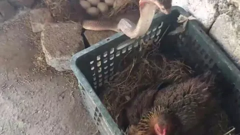 CLIP: Gà mẹ tung đòn hiểm, hạ gục rắn hổ mang tơi bời trong cuộc chiến sinh tử