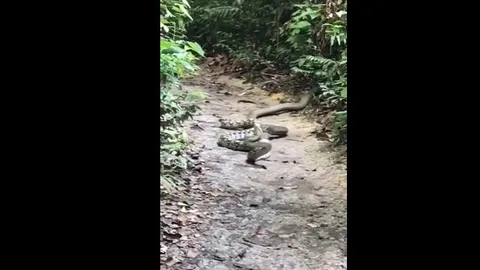CLIP: Rắn hổ mang chúa "tập kích" trăn khổng lồ tại Singapore, kết cục bất ngờ