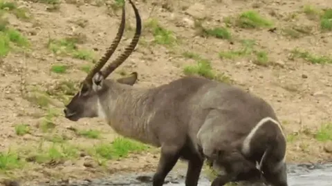 CLIP: Linh dương tung cú đá trời giáng vào mặt cá sấu để giành lại sự sống