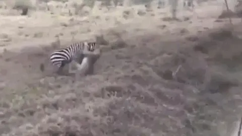 CLIP: Sư tử tung đòn hiểm sát thủ, ngựa vằn bất ngờ phản công ngoạn mục