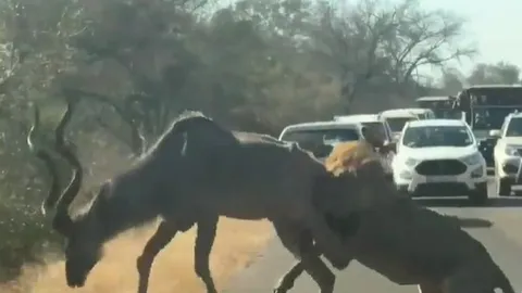 CLIP: Linh dương tung cú đạp trời giáng vào mặt sư tử nhưng cái kết lại khiến nhiều người bất ngờ