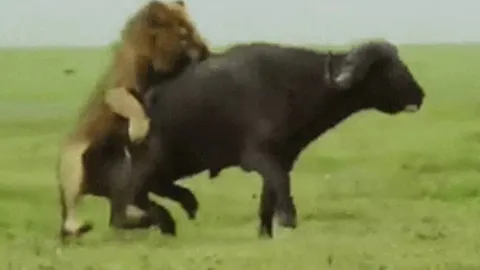 CLIP: Sư tử đực tung đòn chí mạng, hạ gục trâu rừng trong tích tắc