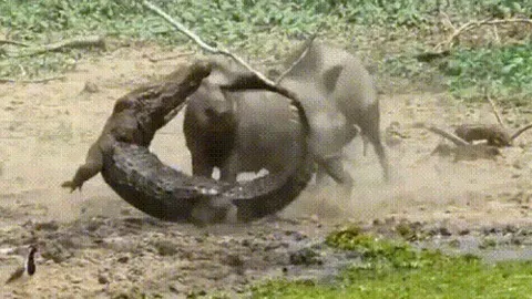 CLIP: Cuộc chiến sinh tử bên bờ đầm lầy, lợn rừng liều mình tấn công cá sấu cứu đàn con