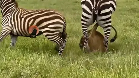 CLIP: Thấy đồng loại bị sư tử ngoạm cổ, ngựa vằn lao lại đạp cho kẻ đi săn 'nhừ tử' nhưng cái kết mới 'sốc'